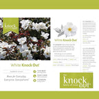 Knock Out 2 Gal. White Rose Shrub
