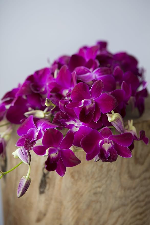 KaBloom - The Ulitmate Purple Orchid Bouquet with Vase - Fresh Flowers for Birthday, Valentine's & Mother's Day