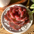 FWPP Live Succulents Plants Echeveria Snow Lotus 2 inches,Rare red Succulents Bare Root Without Pot Soil, Live Plants Indoor Office Decoration Wedding and Gift