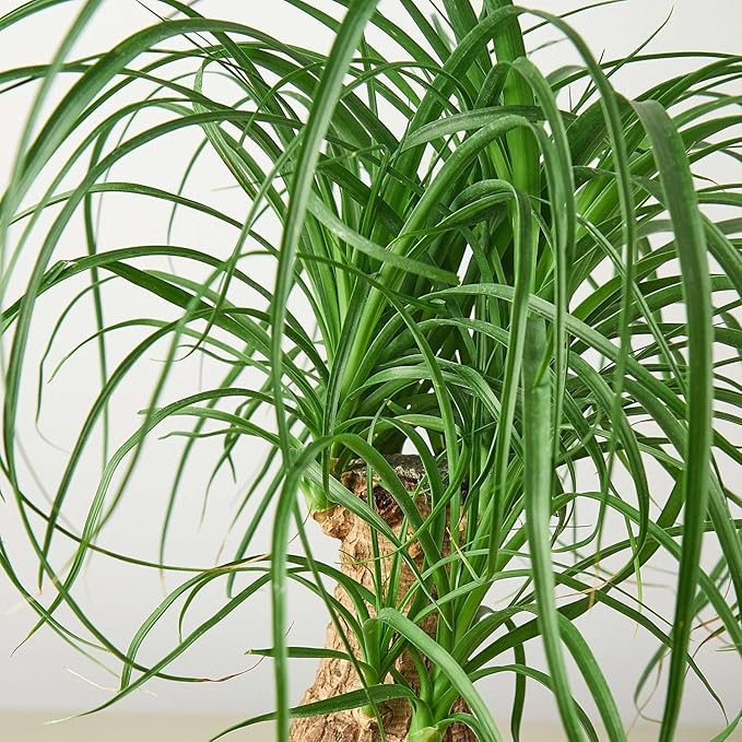 Palm Ponytail Live Plant for Indoor | Different Houseplants in 4'' & 6'' Pot | Real House Plant for Living Room, Office, Desk & Bathroom | Beaucarnea recurvata | Ponytail Palm