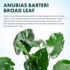 SubstrateSource Anubias Live Aquarium Plants - Potted Freshwater Plant for Fish Tanks, Terrariums - Beginner Friendly Low Light (Barteri Broad Leaf, Mother Plant)