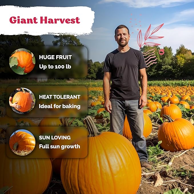KVITER 25 Big Max Pumpkin Seeds for Planting (Cucurbita Pepo) – Giant Heirloom & Organic Pumpkin Seeds, Up to 100 lbs – Ideal Vegetable Seed Packets for Home Outdoor Garden