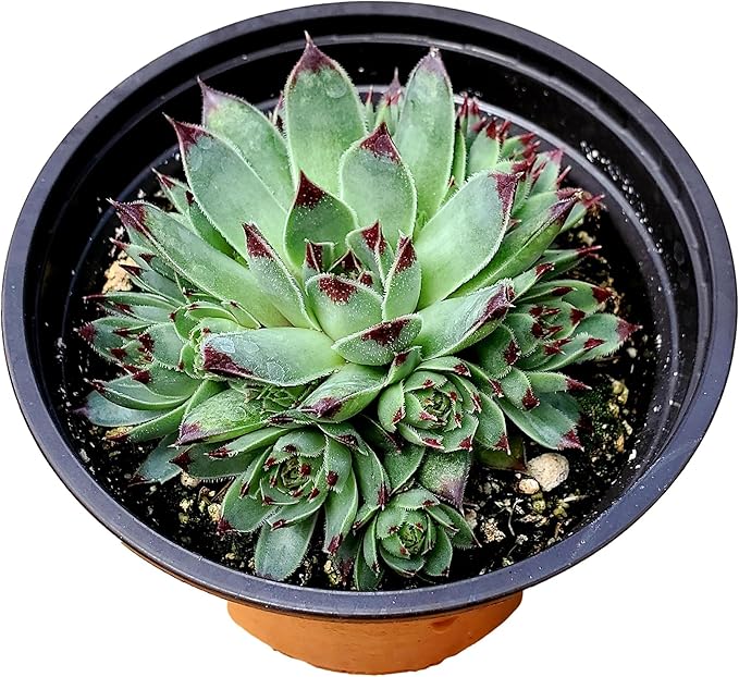 Sempervivium calcareum in 4 inch Starter Pot, Rare Live Succulent Plant Fully Rooted in Planter with Soil, Home Office Indoor Outdoor Wedding Decoration DIY Projects Party Favor by Fat Plants