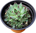 Sempervivium calcareum in 4 inch Starter Pot, Rare Live Succulent Plant Fully Rooted in Planter with Soil, Home Office Indoor Outdoor Wedding Decoration DIY Projects Party Favor by Fat Plants