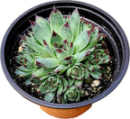 Sempervivium calcareum in 4 inch Starter Pot, Rare Live Succulent Plant Fully Rooted in Planter with Soil, Home Office Indoor Outdoor Wedding Decoration DIY Projects Party Favor by Fat Plants