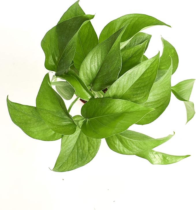Shop Succulents | | Pothus 'Devil's Ivy' Naturally Air Purifying, Easy Care, Live Indoor House Plant in 4" Grow Pot, 4" Grower, Pothos