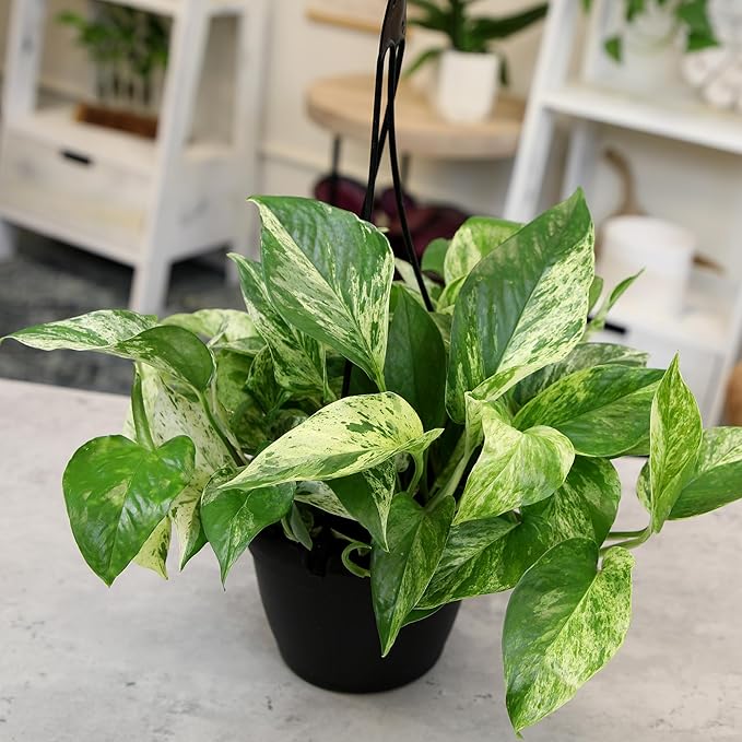 Variegated Marble Queen Pothos in 6" Hanging Basket with Detachable Hook, Live Plant Decor, Real Houseplant for Home or Office, Real Easy to Grow Houseplants by Plants for Pets