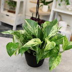 Variegated Marble Queen Pothos in 6" Hanging Basket with Detachable Hook, Live Plant Decor, Real Houseplant for Home or Office, Real Easy to Grow Houseplants by Plants for Pets