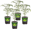 Bonnie Plants Early Girl Tomato 19.3 oz. 4-pack