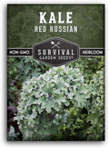 Red Russian Kale Seeds for Planting – Heirloom Red Kale – Cold Hardy for Fall & Spring Gardens – Edible, Frilly Blue-Green Leaves, Purple Stems - Survival Garden Seeds (1 Pack)