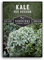 Red Russian Kale Seeds for Planting – Heirloom Red Kale – Cold Hardy for Fall & Spring Gardens – Edible, Frilly Blue-Green Leaves, Purple Stems - Survival Garden Seeds (1 Pack)