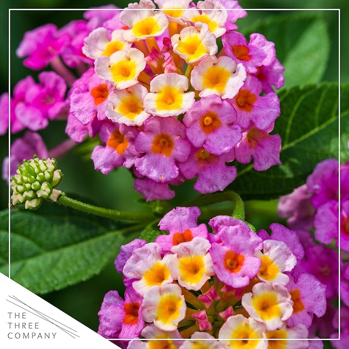 Live Flowering Lantana - Havana Pink Sky (2 Plants Per Pack), Healthy Blooming Pollinator, 8" Tall by 5" Wide in 1 Qt Pot