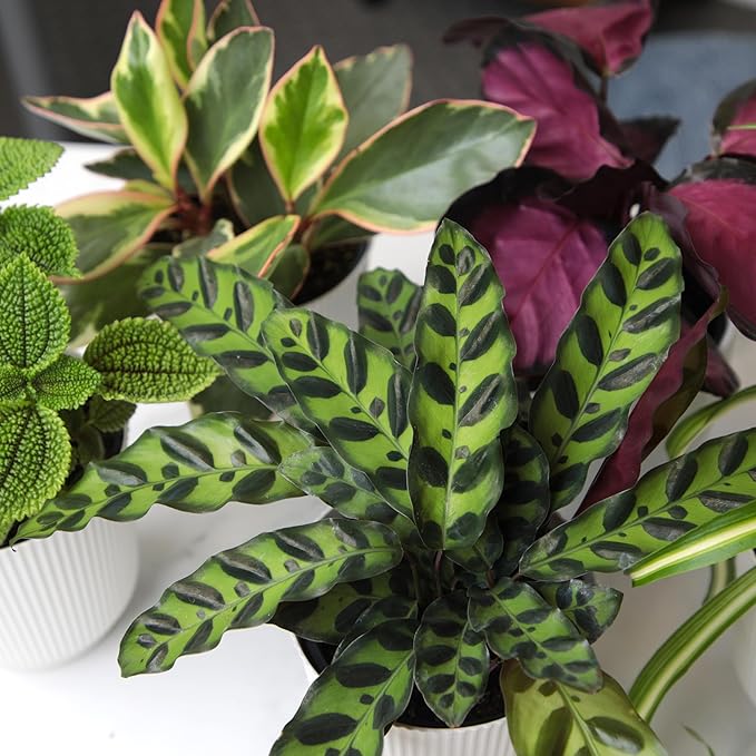 Pet Friendly House Plant Decor 3-Pack, Dog & Cat Safe Plants in 4" White Pots for Home & Office, Grower's Choice Live Houseplants, Approx. 9" Tall, Peperomia, Calathea & More by Plants for Pets