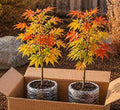 2-Pack Live Red Japanese Maple Tree Starts – Acer Palmatum Seedlings – Ornamental Landscape Trees – Vibrant Spring Color – Easy to Grow Starter Plants