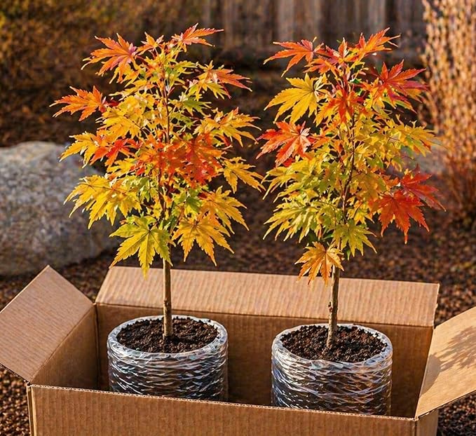 2-Pack Live Red Japanese Maple Tree Starts – Acer Palmatum Seedlings – Ornamental Landscape Trees – Vibrant Spring Color – Easy to Grow Starter Plants