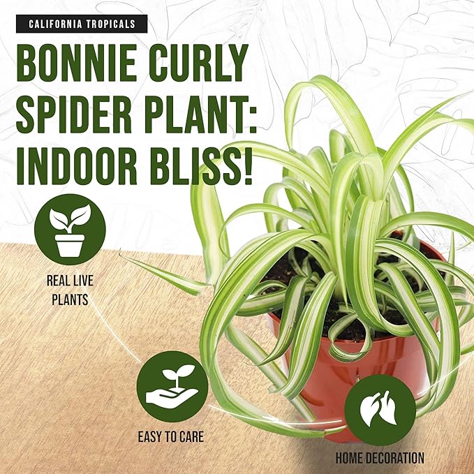 California Tropicals Bonnie Curly Spider Plant - Real Live Tropical Houseplant, Perfect for Indoor/Outdoor Home and Office Decoration, Easy Care, Perfect for Pots, Baskets or Patio - 4 Inch