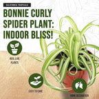 California Tropicals Bonnie Curly Spider Plant - Real Live Tropical Houseplant, Perfect for Indoor/Outdoor Home and Office Decoration, Easy Care, Perfect for Pots, Baskets or Patio - 4 Inch