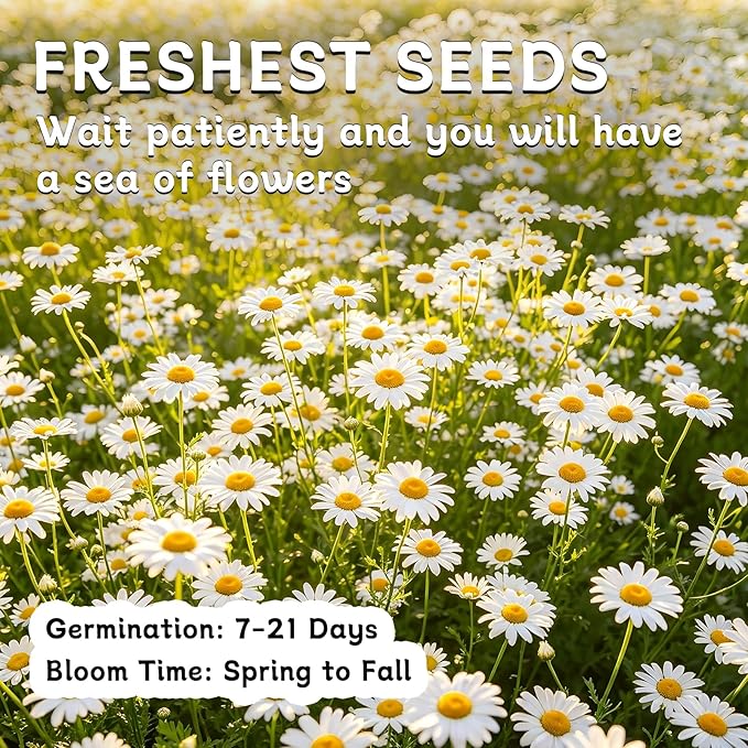 LUOJIBIE German Chamomile Seeds, 30,000+ Chamomile Flower Seeds Bulk for Planting Outdoor Indoor Garden, Heirloom & Non-GMO Matricaria Chamomilla/Recutita Herb Seeds, Easy to Grow