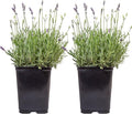 Costa Farms Lavender Live Outdoor Plants (2-Pack), Fragrant Perennial Flowers in 2-Quart Grow Pots, Aromatic Purple Blooms for Patio, Landscaping, Garden Beds, and Home Decor, Attracts Pollinators