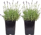 Costa Farms Lavender Live Outdoor Plants (2-Pack), Fragrant Perennial Flowers in 2-Quart Grow Pots, Aromatic Purple Blooms for Patio, Landscaping, Garden Beds, and Home Decor, Attracts Pollinators