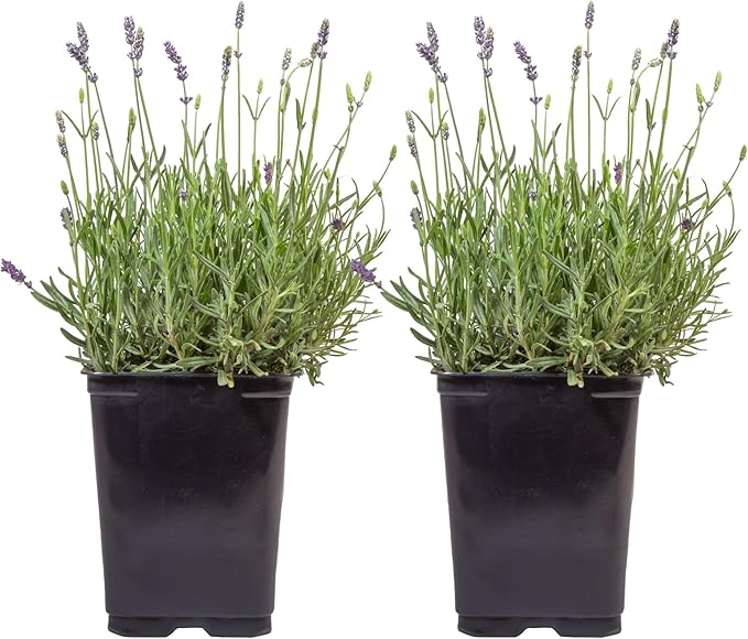 Costa Farms Lavender Live Outdoor Plants (2-Pack), Fragrant Perennial Flowers in 2-Quart Grow Pots, Aromatic Purple Blooms for Patio, Landscaping, Garden Beds, and Home Decor, Attracts Pollinators