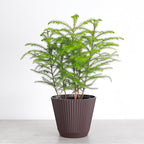 Thorsen's Greenhouse Live Norfolk Island Pine Plant, Christmas Greenery Gift or Decor, Air Purifying Premium Indoor Houseplant, Mature 4" Diameter Pot (Chocolate, 6-inch Pot)