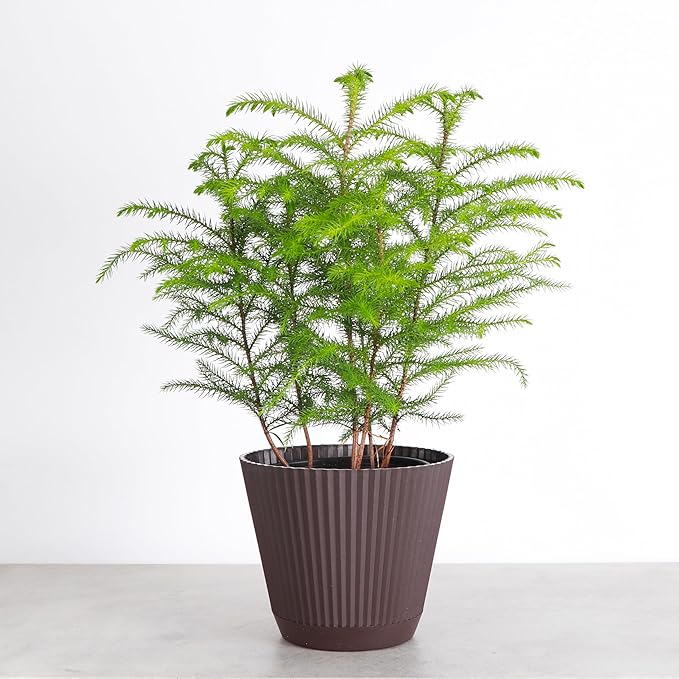 Thorsen's Greenhouse Live Norfolk Island Pine Plant, Christmas Greenery Gift or Decor, Air Purifying Premium Indoor Houseplant, Mature 4" Diameter Pot (Chocolate, 6-inch Pot)