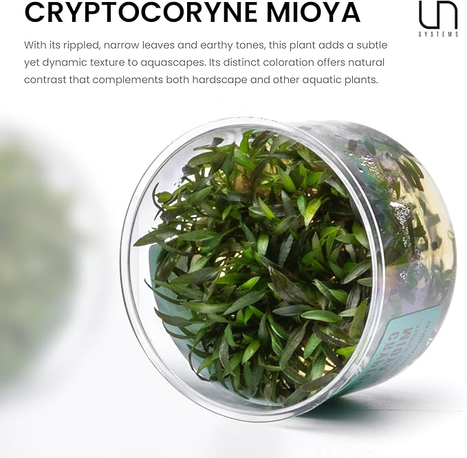 Ultum Nature Systems Cryptocoryne Mioya Tissue Culture Live Plant for Aquarium, Aquascape, Freshwater Fish Tanks - 100% Snail Free in Vitro