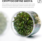 Ultum Nature Systems Cryptocoryne Mioya Tissue Culture Live Plant for Aquarium, Aquascape, Freshwater Fish Tanks - 100% Snail Free in Vitro