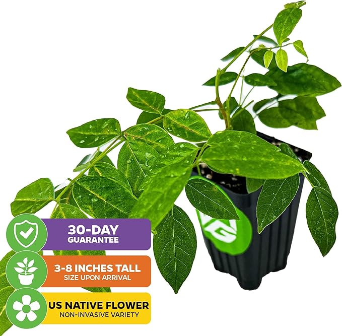 American Wisteria Live Plant Vine - Wisteria frutescens (Amethyst Falls) - Wellspring Gardens Starter Plant - Hardy, Fast-Growing, Fragrant Purple Blooms, Ideal for Trellises (2-Pack)