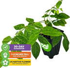American Wisteria Live Plant Vine - Wisteria frutescens (Amethyst Falls) - Wellspring Gardens Starter Plant - Hardy, Fast-Growing, Fragrant Purple Blooms, Ideal for Trellises (2-Pack)