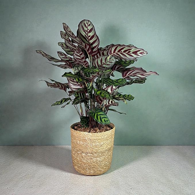 Calathea Makoyana – 10 Inches Grower Pot – Peacock Plant – Live Air Purifying Indoor Plant with Patterned Green Leaves, Easy Care Tropical Home Décor