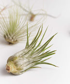 Shop Succulents | Assorted Collection | Variety of Species, Tropical House Plant for Home Décor, DIY Terrariums, 6-Pack