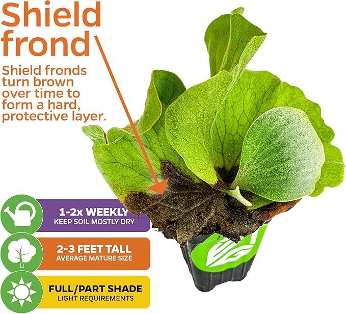 Elephant Staghorn Ferns – Platycerium elephantotis by Wellspring Gardens – Bold, Rounded Fronds – Unique Foliage – Great for Mounting, Walls, or Hanging Displays (2-Pack)