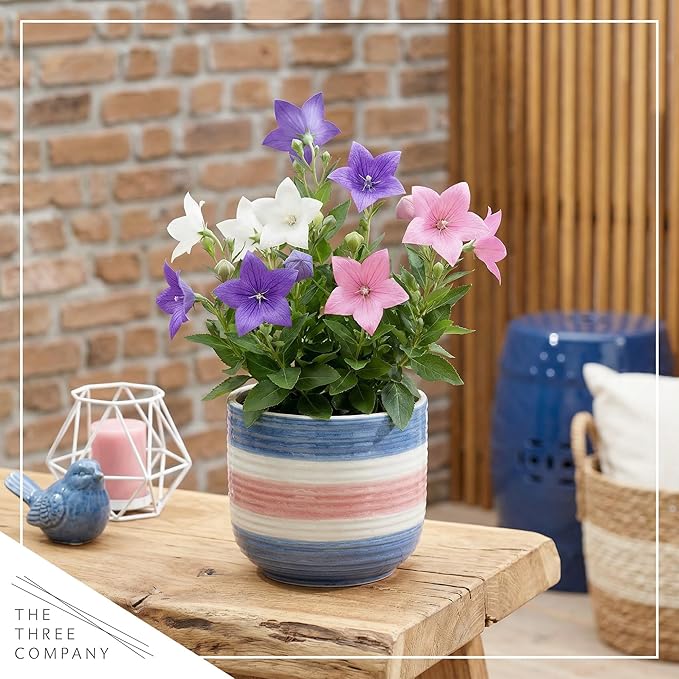 Live Balloon Flower Platycodon 2-Pack – Blue and White Assorted – Summer Blooming Perennial, Sun Garden Plant, 10” Tall, 1 Qt Pot