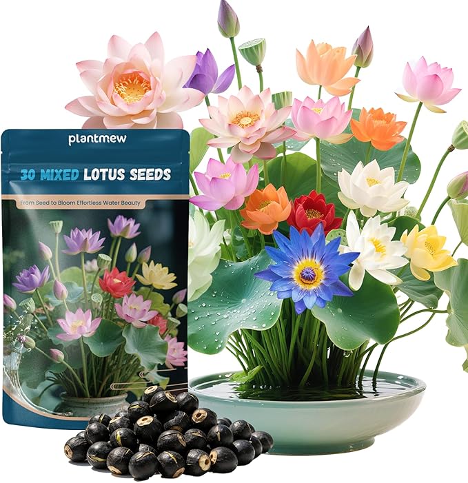 Lotus Seeds for Planting in Water | 30 PCS Mixed Color Bowl Lotus Seeds for Indoor Bonsai, Outdoor Ponds & Garden | Non-GMO Water Lily Aquatic Plant Seeds