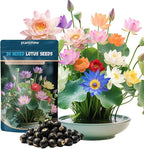 Lotus Seeds for Planting in Water | 30 PCS Mixed Color Bowl Lotus Seeds for Indoor Bonsai, Outdoor Ponds & Garden | Non-GMO Water Lily Aquatic Plant Seeds