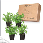 Live Aromatic and Edible Herb - Mint (4 Per Pack), Naturally Improves Breathing and Air Quality, 8" Tall by 4" Wide