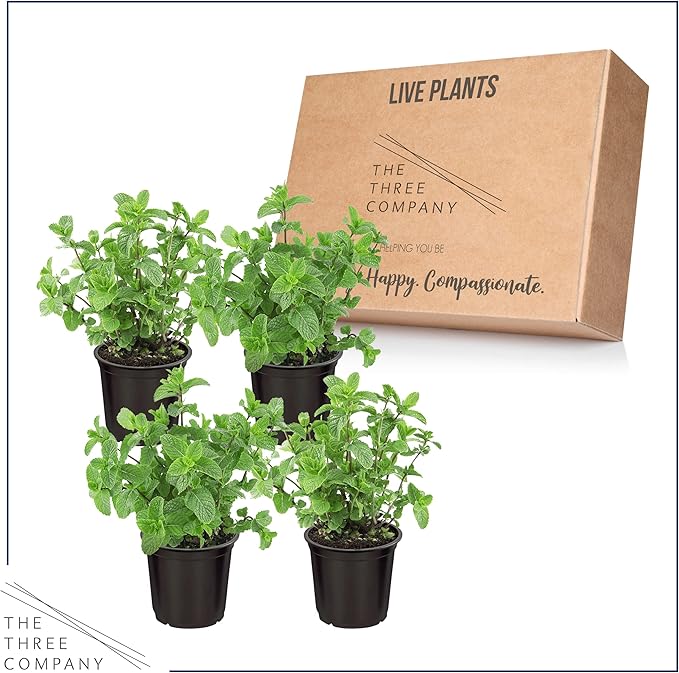 Live Aromatic and Edible Herb - Mint (4 Per Pack), Naturally Improves Breathing and Air Quality, 8" Tall by 4" Wide