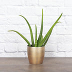 Thorsen's Greenhouse Aloe Vera, Live Indoor Plant, Aloe barbadensis, Easy to Grow, Succulent, Natural Air Purifier, 4" Diameter Pot (Gold)