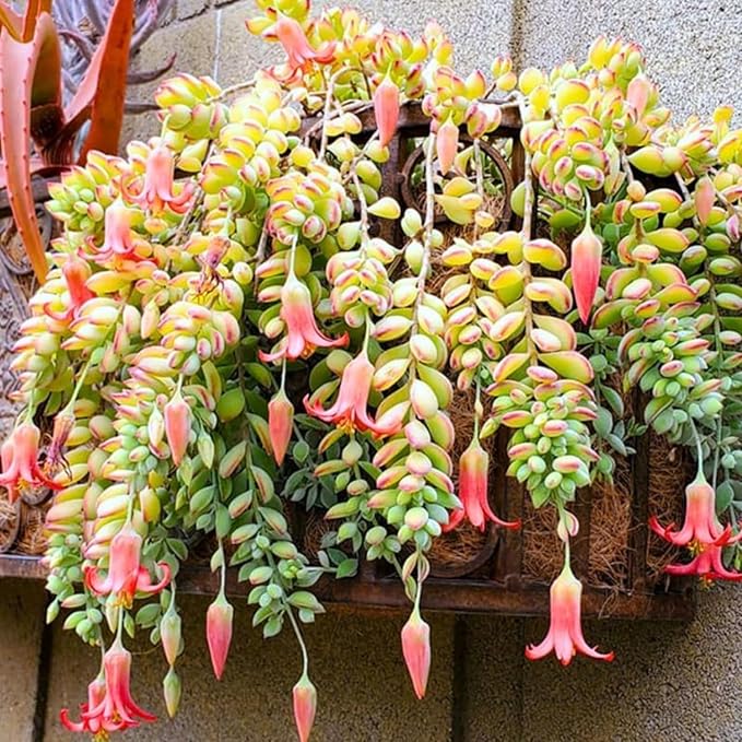 Cotyledon Pendens Succulent Live Plant, Trailing Succulent Plant Live Houseplant in 2 Inch Pot, Small Succulent Live Plant