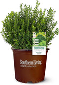 Southern Living Plant Collection 2.5 Quart - Baby Gem Boxwood, Green