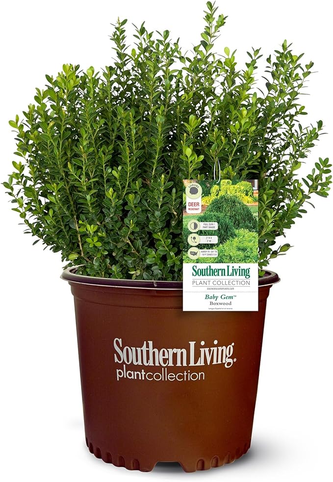 Southern Living Plant Collection 2.5 Quart - Baby Gem Boxwood, Green