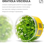 Ultum Nature Systems Live Tissue Culture - Gratiola viscidula - Moderate - Medium Light - Light Green Accent - Foreground to Midground - 100% Snail Free Grown in-Vitro - Regular Cup