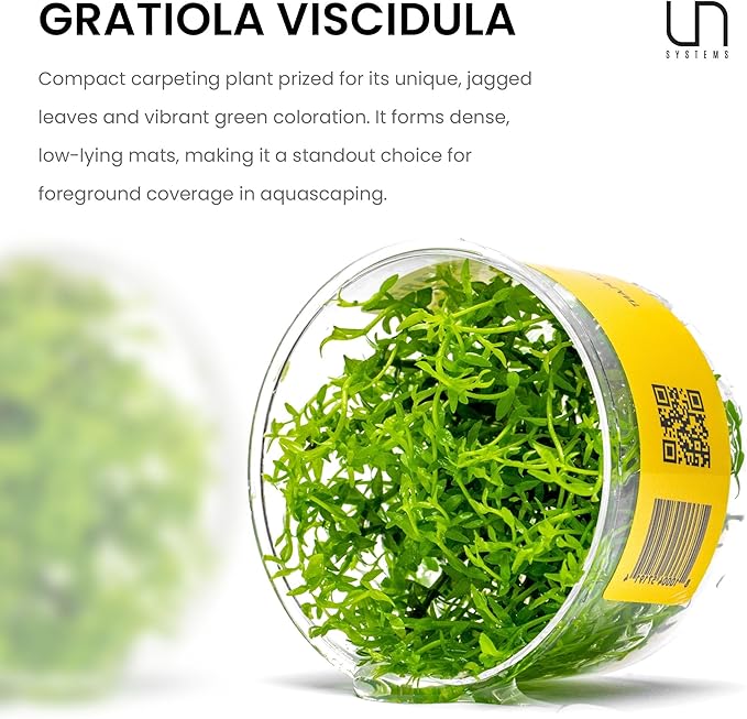 Ultum Nature Systems Live Tissue Culture - Gratiola viscidula - Moderate - Medium Light - Light Green Accent - Foreground to Midground - 100% Snail Free Grown in-Vitro - Regular Cup