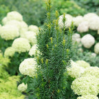 Proven Winners Stonehenge Skinny Yew (Taxus x Media) Live Plant, 4.5" Qt, 4 Pack