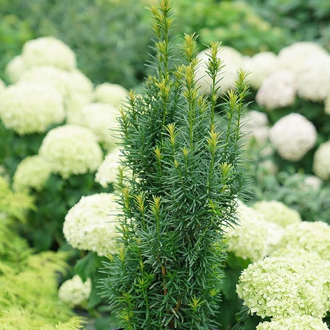 Proven Winners Stonehenge Skinny Yew (Taxus x Media) Live Plant, 4.5" Qt, 4 Pack