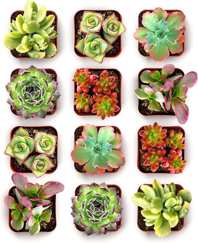 Shop Succulents Spring Beauties Bulk Succulent Plant Pack – Live Mini Succulent Plants, Bright Colorful Mix, Easy Care Houseplants – Gardening, Terrariums, Gifts & Party Favors, 2" Pots