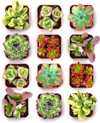 Shop Succulents Spring Beauties Bulk Succulent Plant Pack – Live Mini Succulent Plants, Bright Colorful Mix, Easy Care Houseplants – Gardening, Terrariums, Gifts & Party Favors, 2" Pots