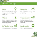 Maranta Leuconeura Live Plant for Indoor | Different Houseplants in 4'' & 6'' Pot | Real House Plant for Living Room, Office, Desk & Bathroom | Prayer Plant